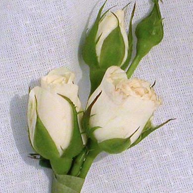 Бутоньерка Г4989 - Салон цветов Гринроза